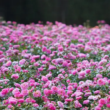 Brug roser som bunddække: Her er de 7 bedste